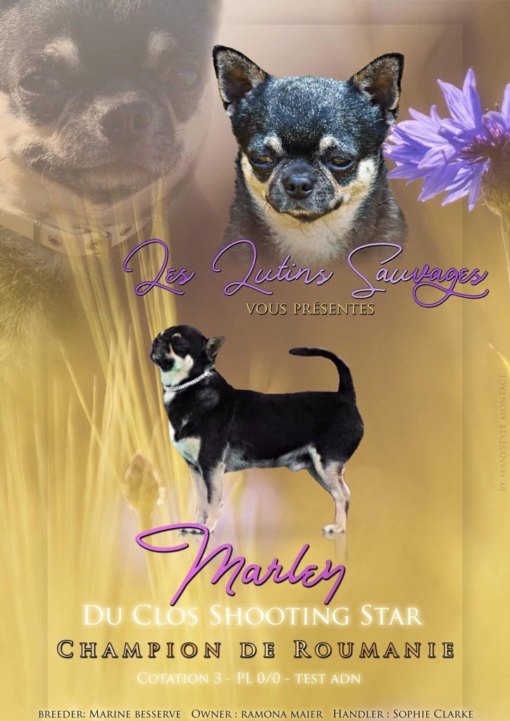 CH. Marley Du Clos Shooting Star