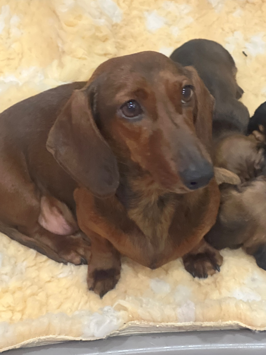 Tiyaméni de la Cité du Guerrier