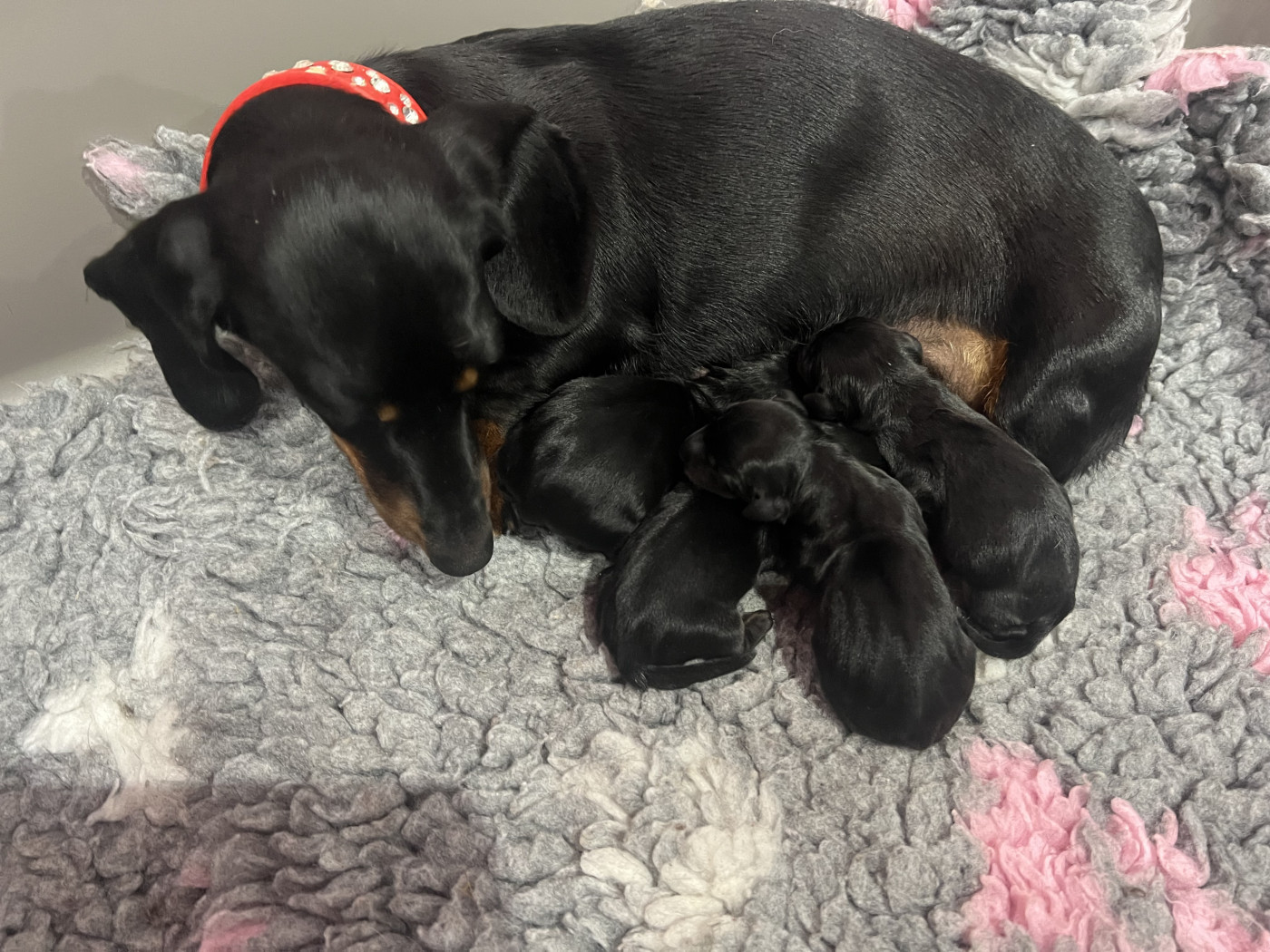 de la Cité du Guerrier - Chiots disponibles - Teckel poil ras