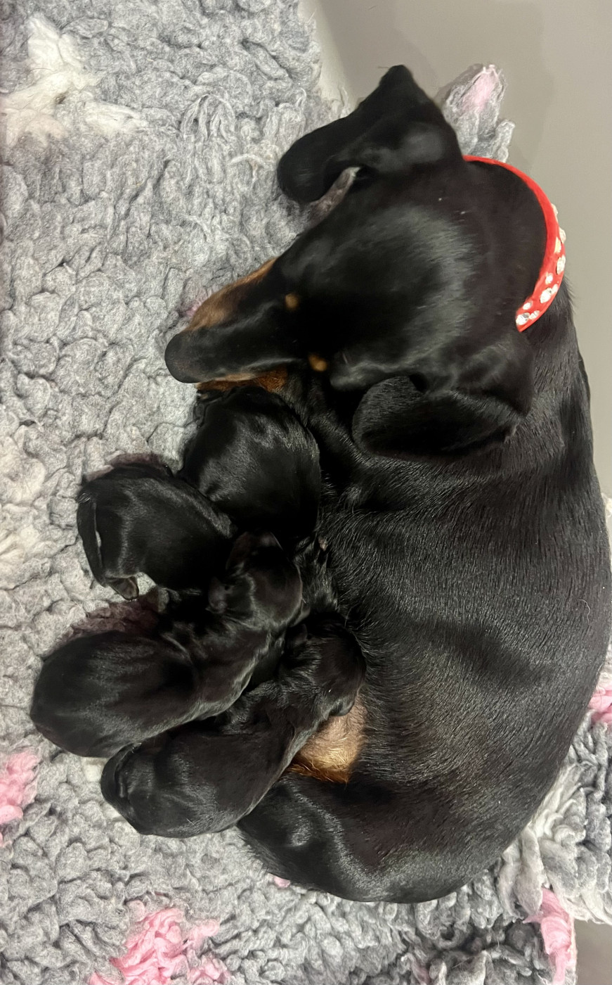 de la Cité du Guerrier - Chiots disponibles - Teckel poil ras