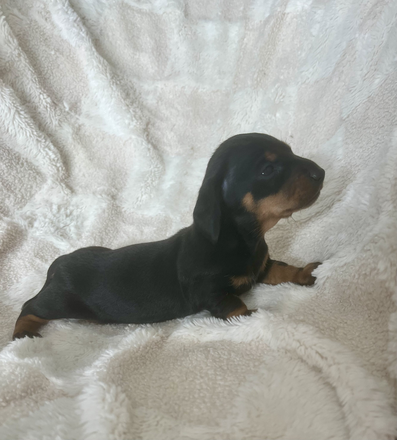 de la Cité du Guerrier - Chiots disponibles - Teckel poil ras