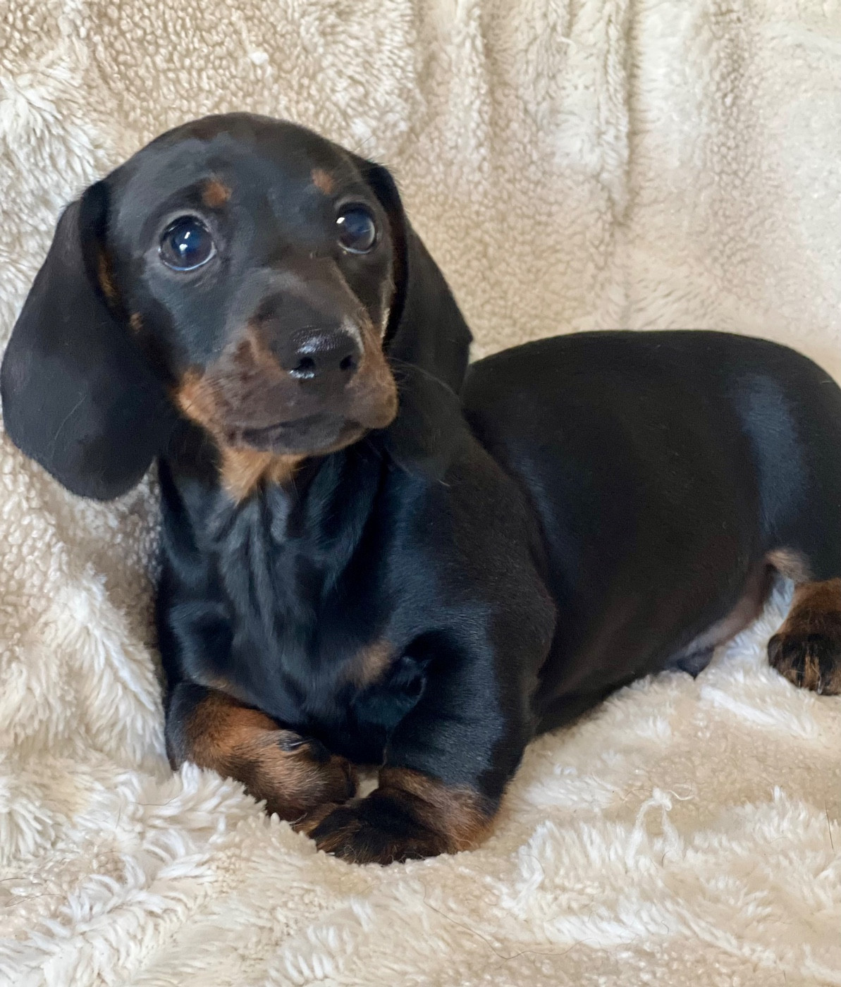 de la Cité du Guerrier - Chiots disponibles - Teckel poil ras