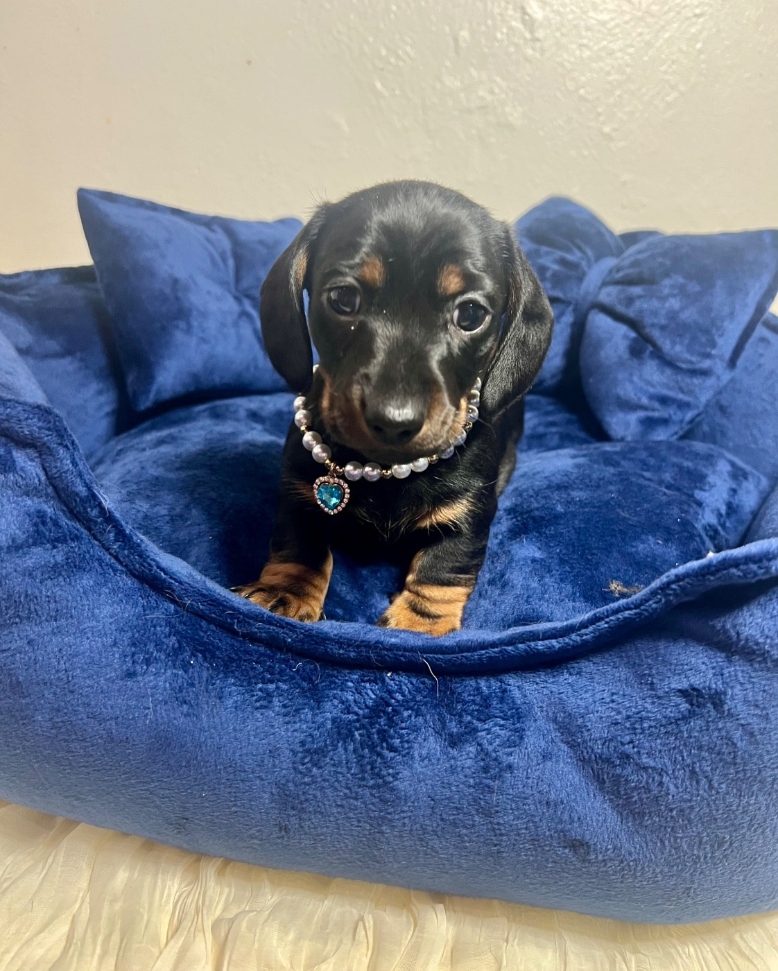 de la Cité du Guerrier - Chiots disponibles - Teckel poil ras