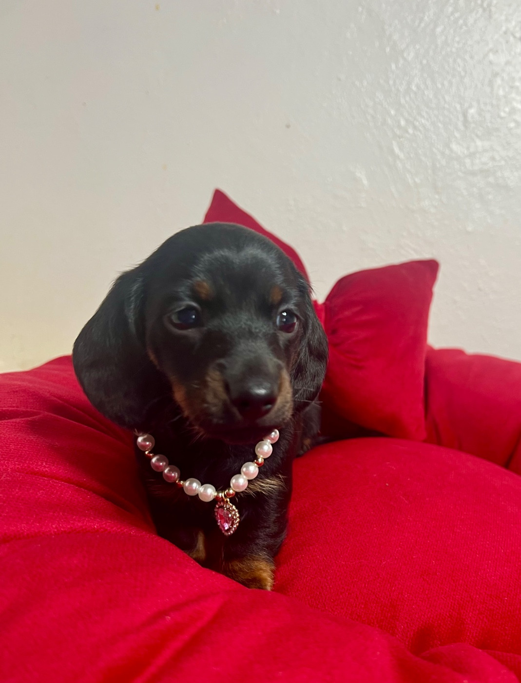 de la Cité du Guerrier - Chiots disponibles - Teckel poil ras