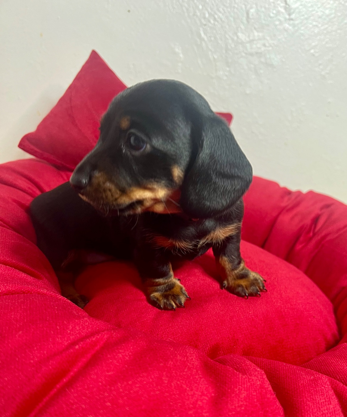 de la Cité du Guerrier - Teckel poil ras - Portée née le 25/09/2025