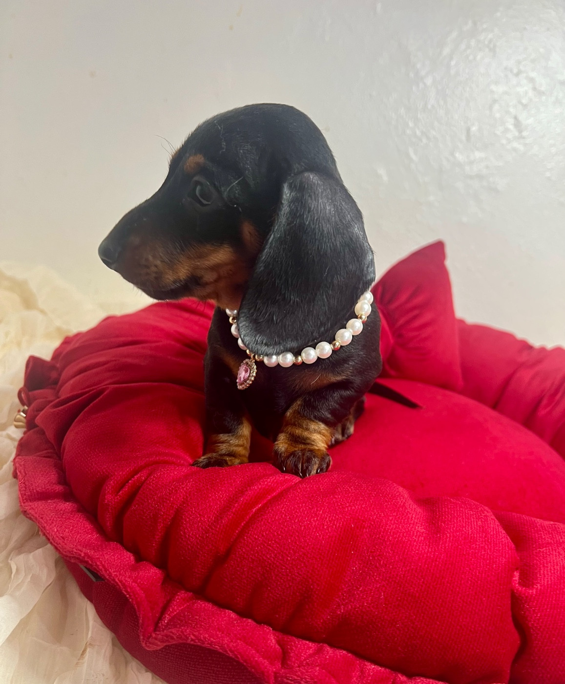 de la Cité du Guerrier - Teckel poil ras - Portée née le 12/09/2025