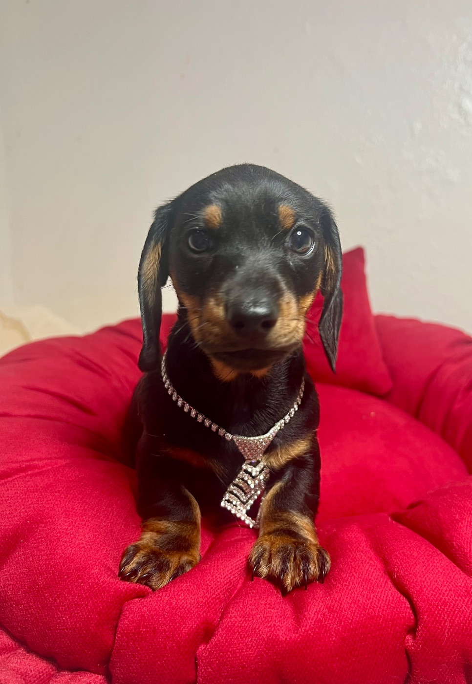 de la Cité du Guerrier - Chiots disponibles - Teckel poil ras