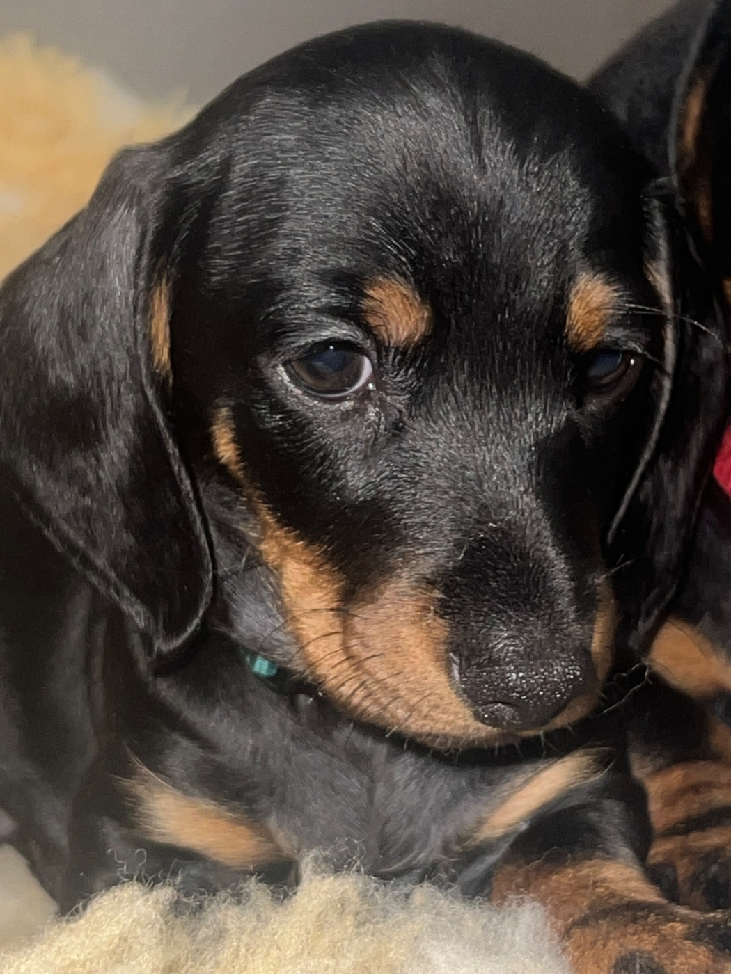 de la Cité du Guerrier - Chiots disponibles - Teckel poil ras