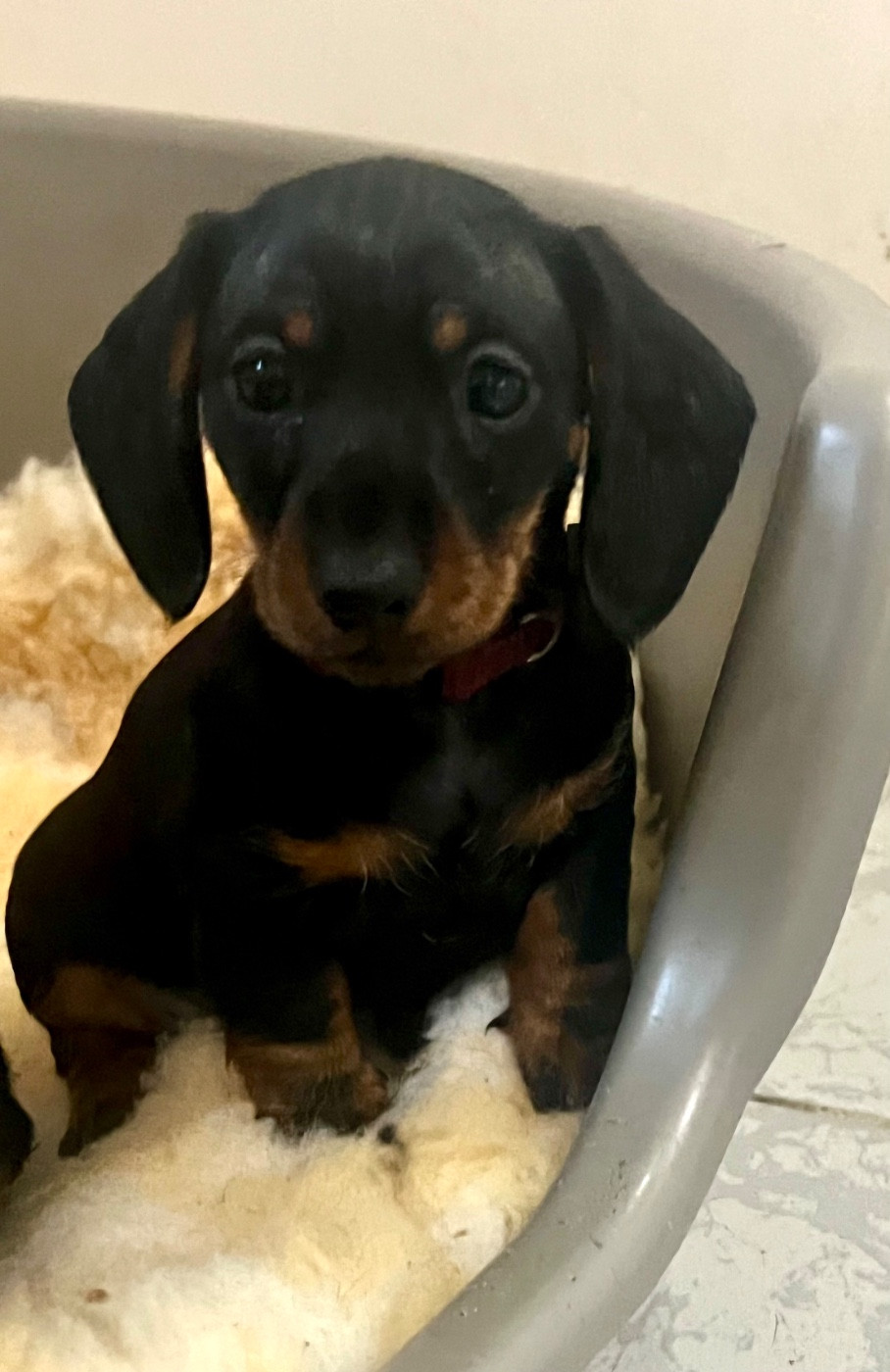 de la Cité du Guerrier - Chiots disponibles - Teckel poil ras