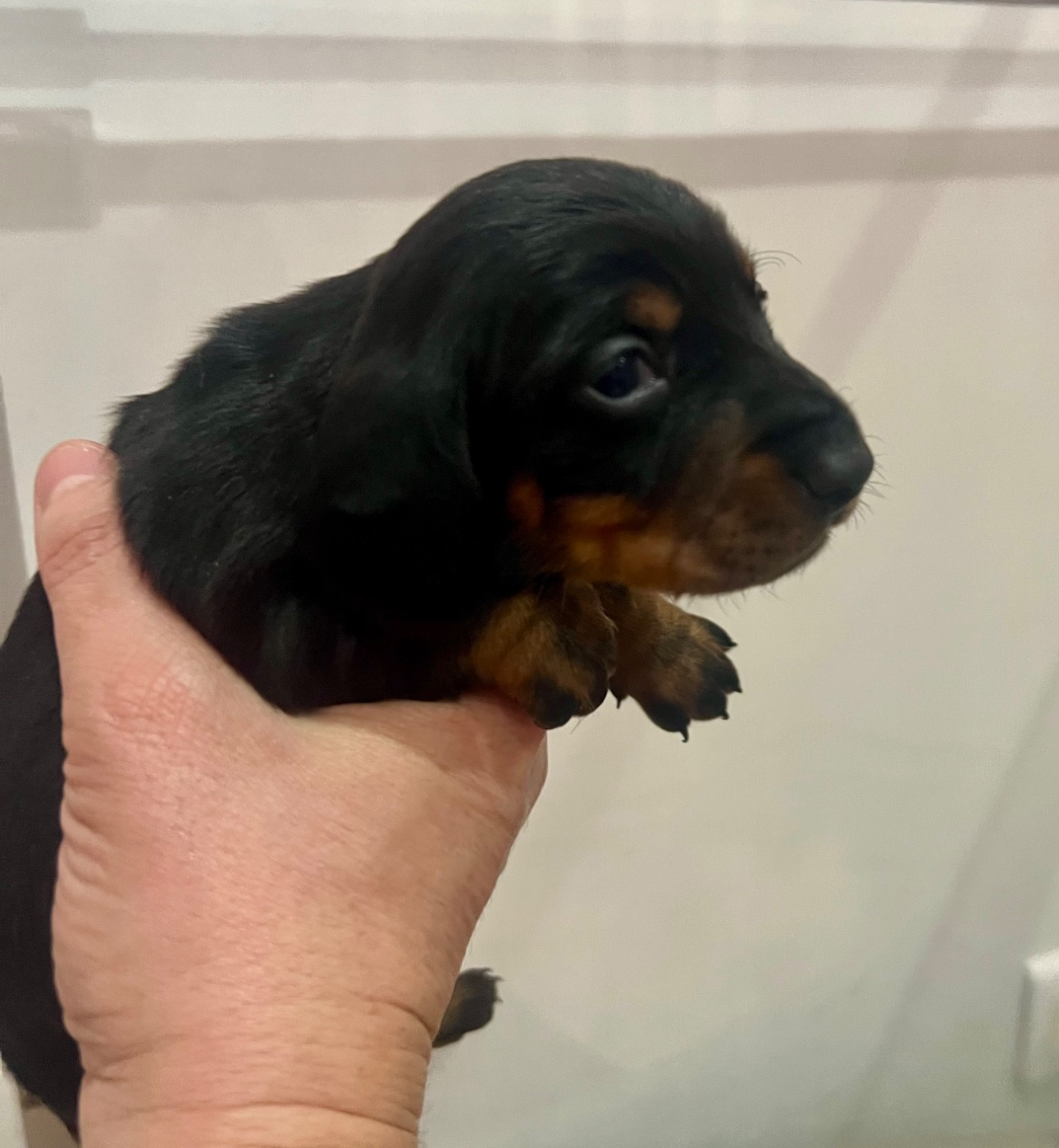de la Cité du Guerrier - Chiots disponibles - Teckel poil ras