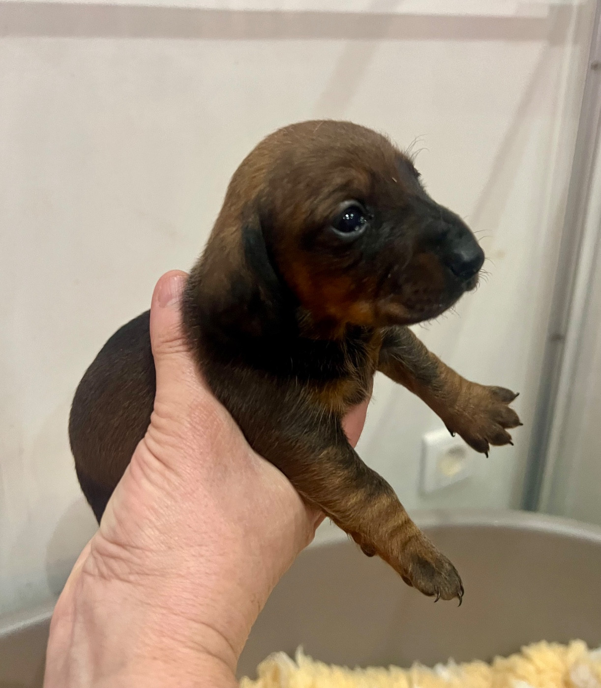 de la Cité du Guerrier - Chiots disponibles - Teckel poil ras