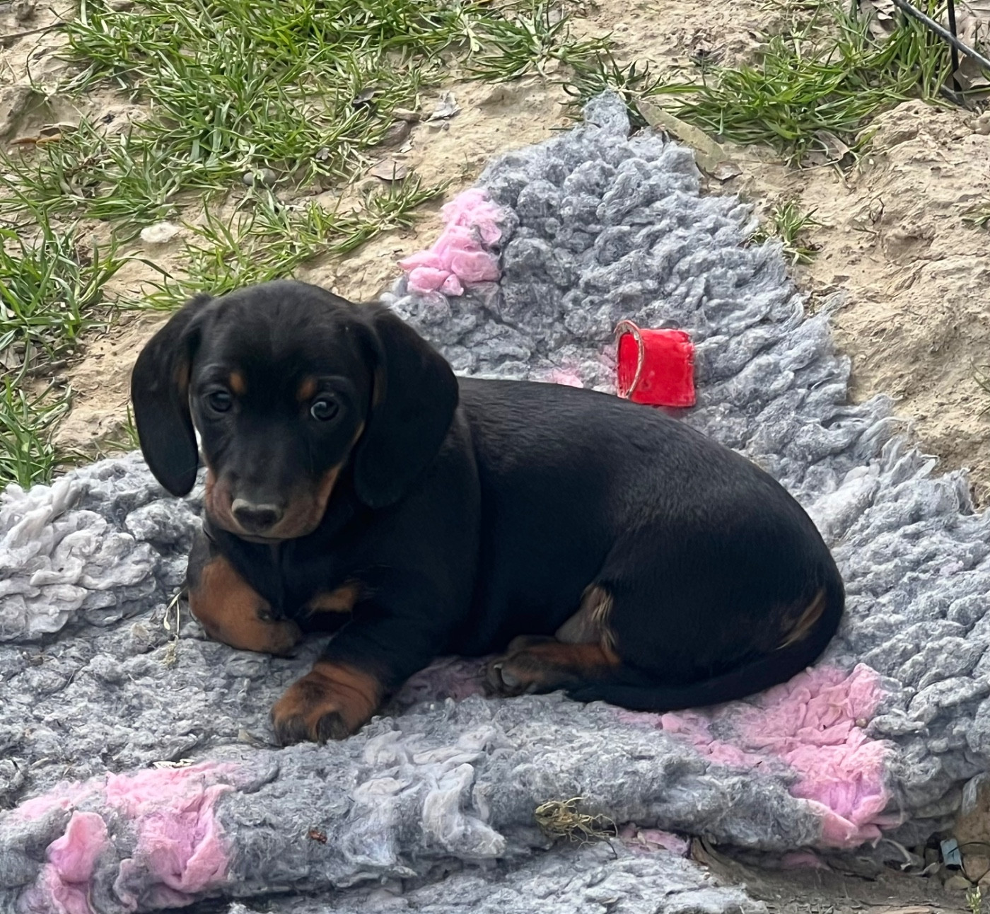de la Cité du Guerrier - Teckel poil ras - Portée née le 31/01/2026