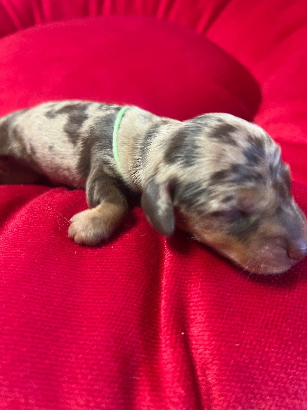 de la Cité du Guerrier - Chiots disponibles - Teckel poil ras