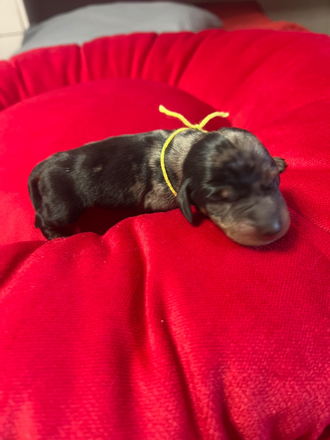 de la Cité du Guerrier - Chiots disponibles - Teckel poil ras