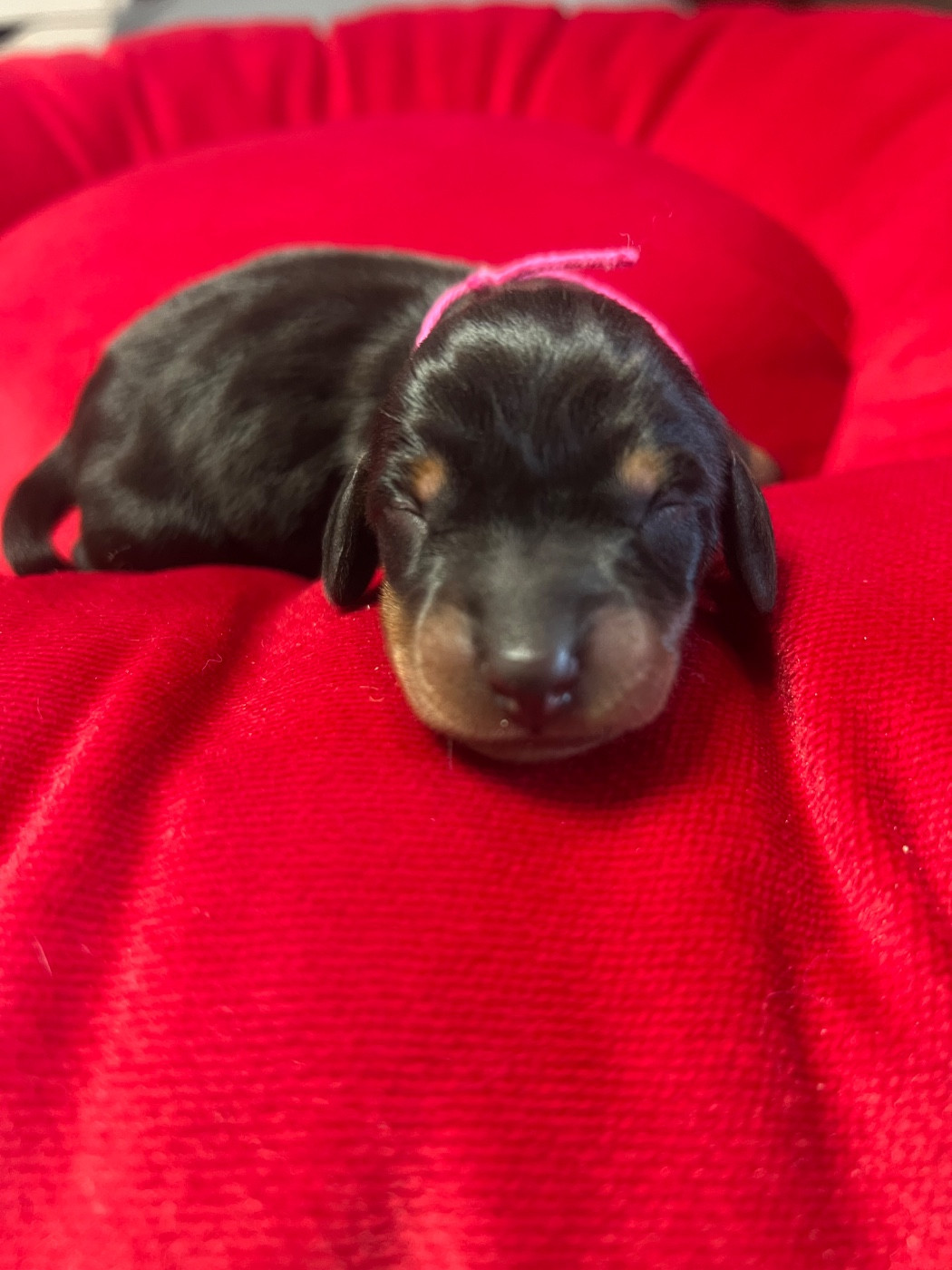 de la Cité du Guerrier - Chiots disponibles - Teckel poil ras