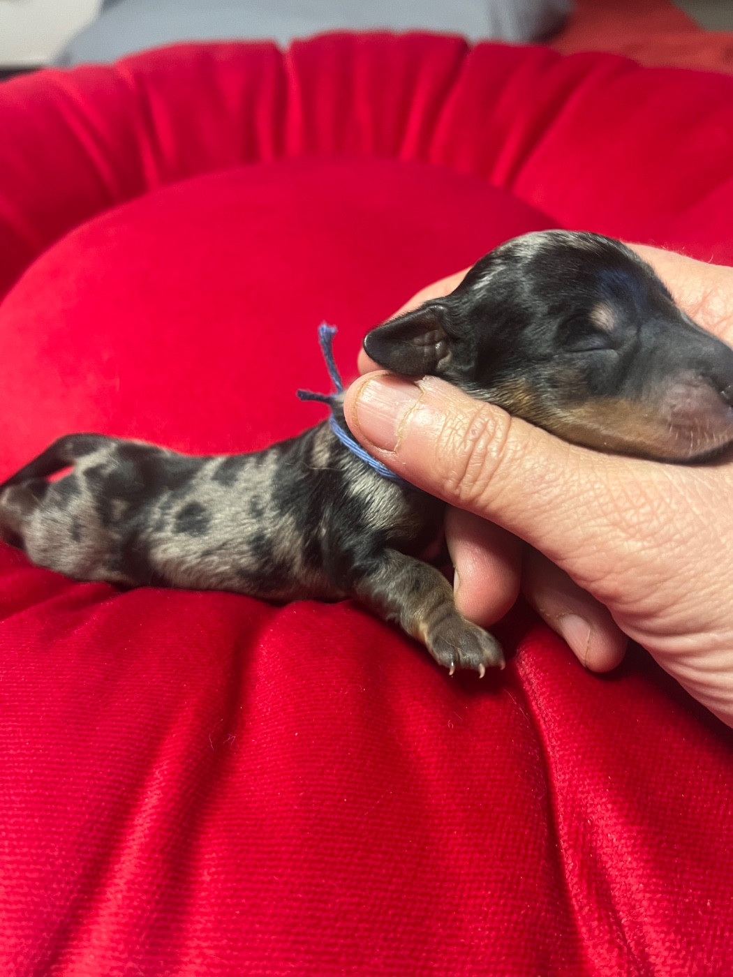 de la Cité du Guerrier - Chiots disponibles - Teckel poil ras