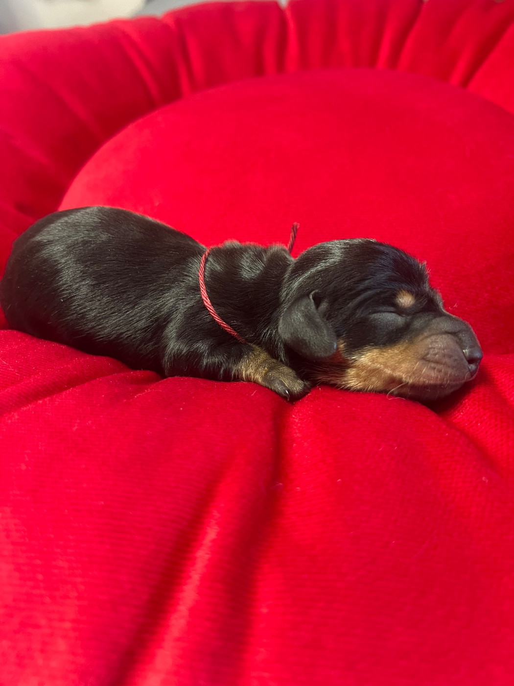 de la Cité du Guerrier - Chiots disponibles - Teckel poil ras