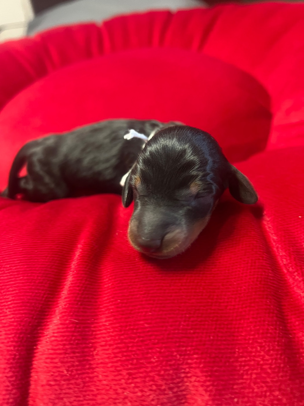 de la Cité du Guerrier - Chiots disponibles - Teckel poil ras