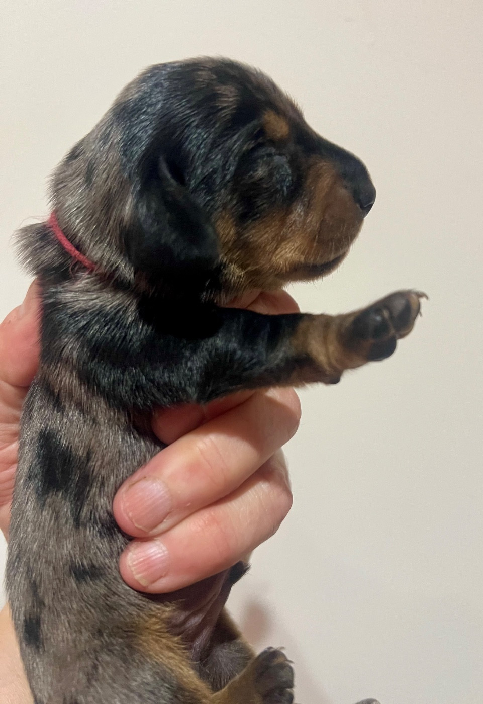de la Cité du Guerrier - Chiots disponibles - Teckel poil ras