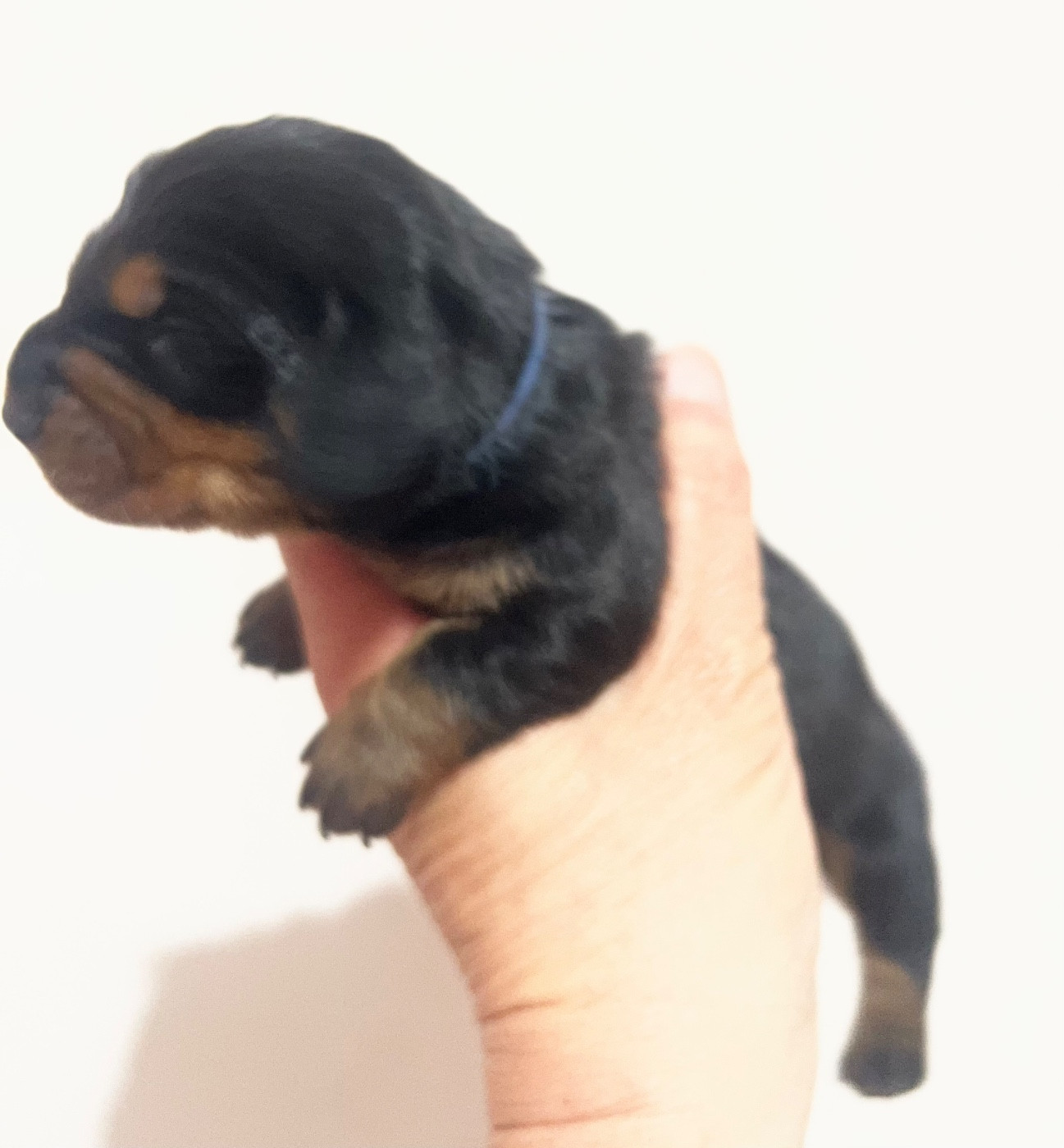 de la Cité du Guerrier - Chiots disponibles - Teckel poil ras