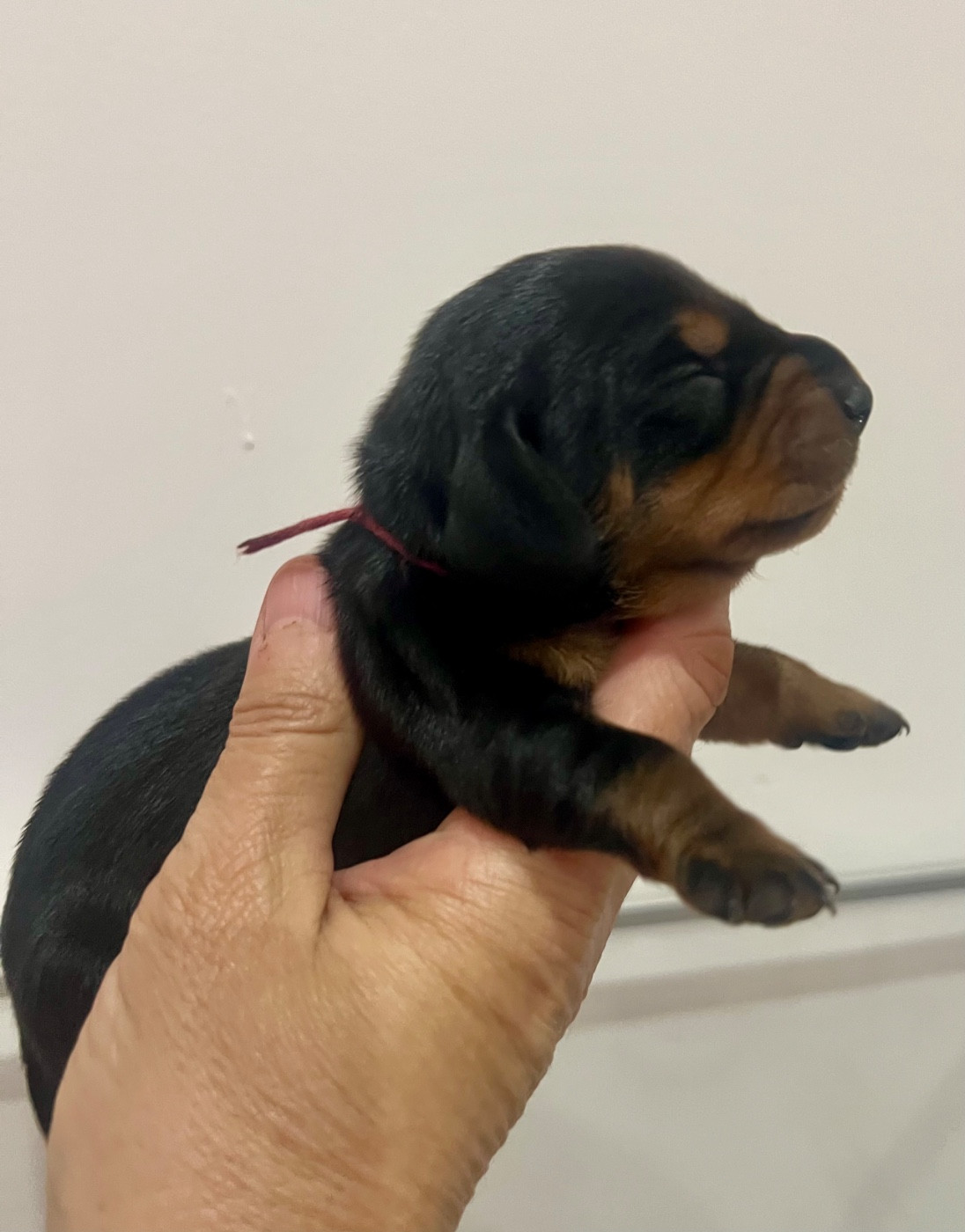 de la Cité du Guerrier - Chiots disponibles - Teckel poil ras