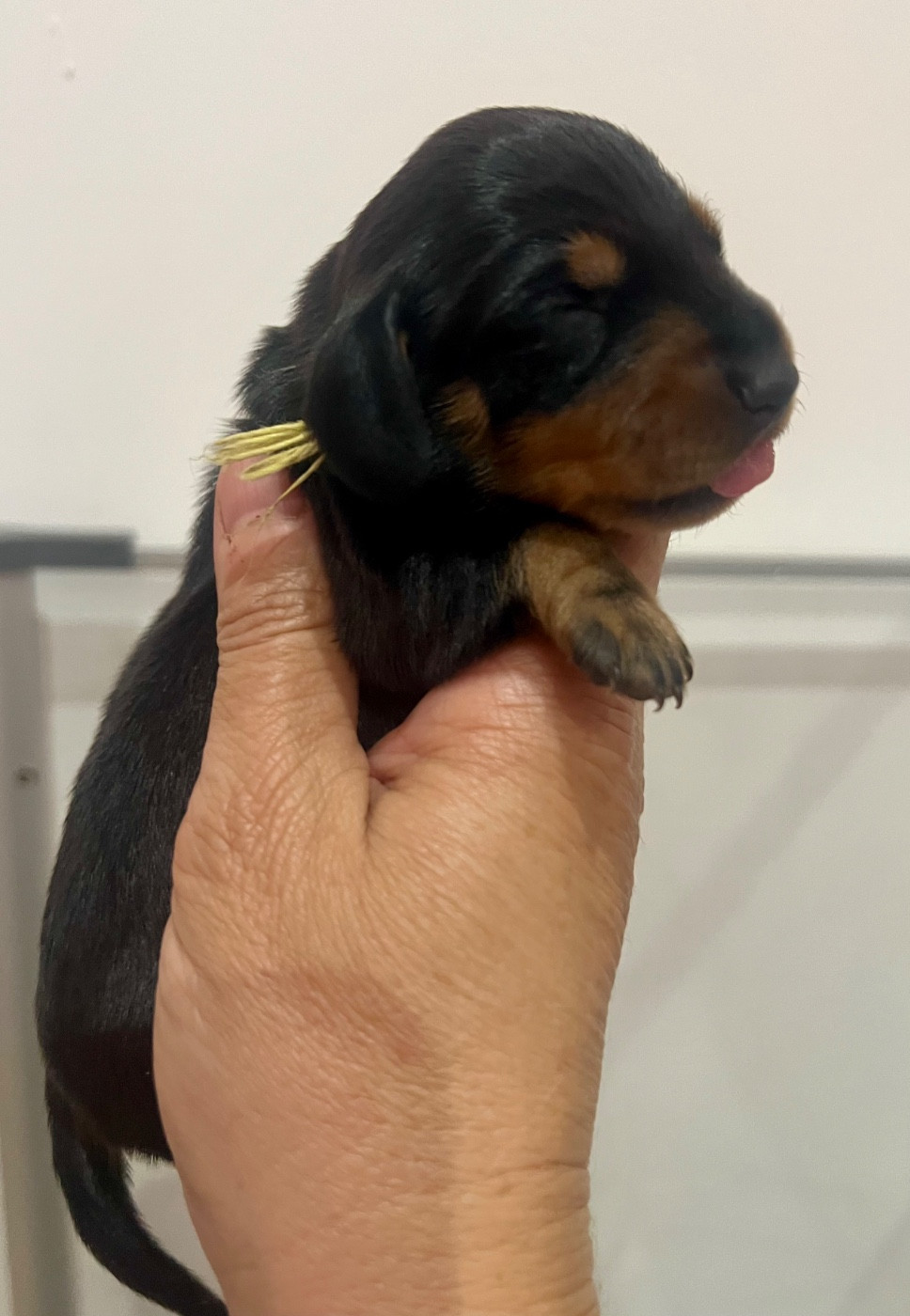 de la Cité du Guerrier - Chiots disponibles - Teckel poil ras