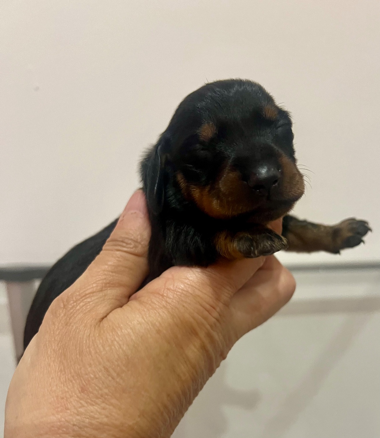 de la Cité du Guerrier - Chiots disponibles - Teckel poil ras