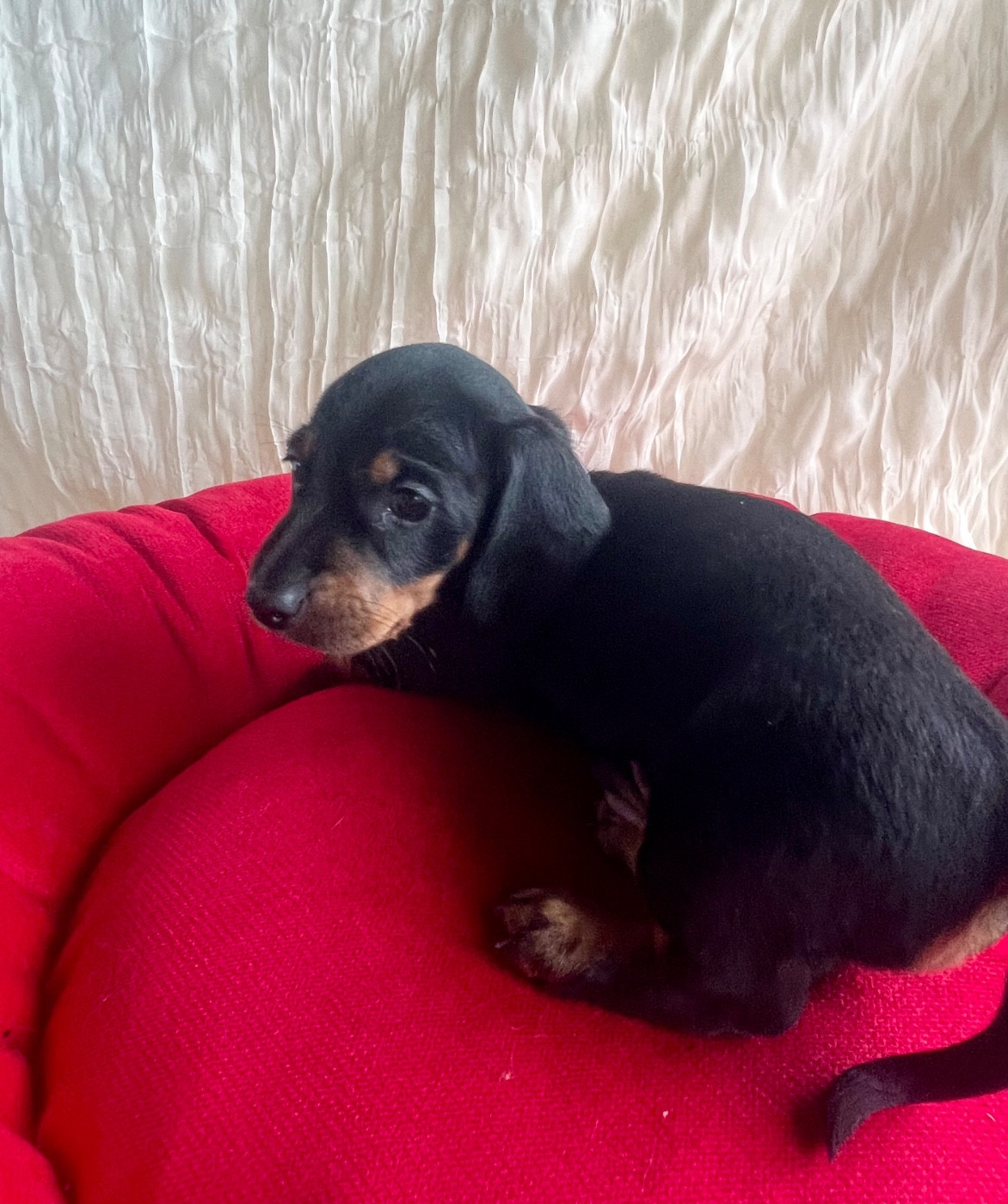 de la Cité du Guerrier - Chiots disponibles - Teckel poil ras