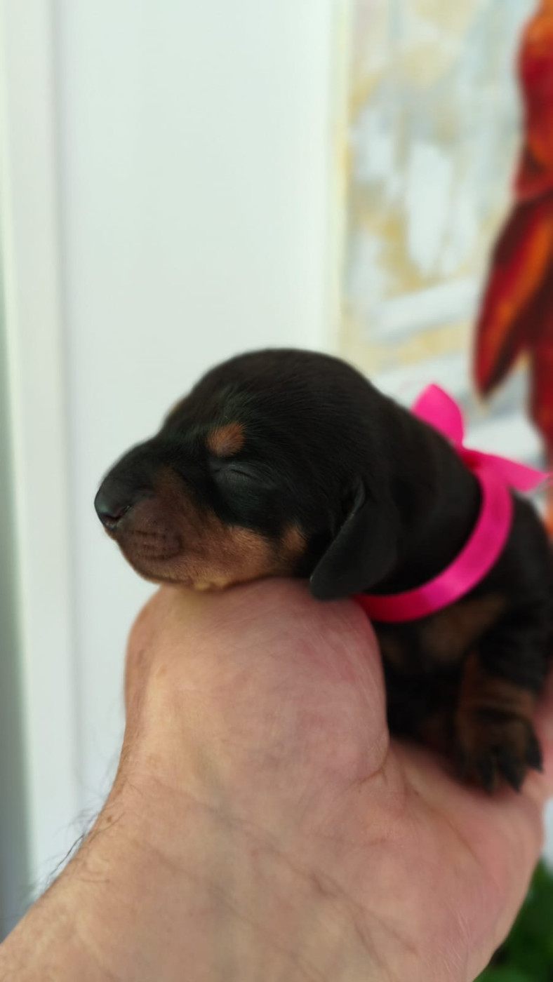 de la Cité du Guerrier - Chiots disponibles - Teckel poil ras