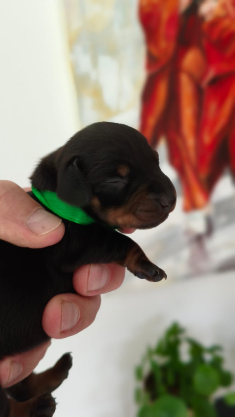 de la Cité du Guerrier - Chiots disponibles - Teckel poil ras
