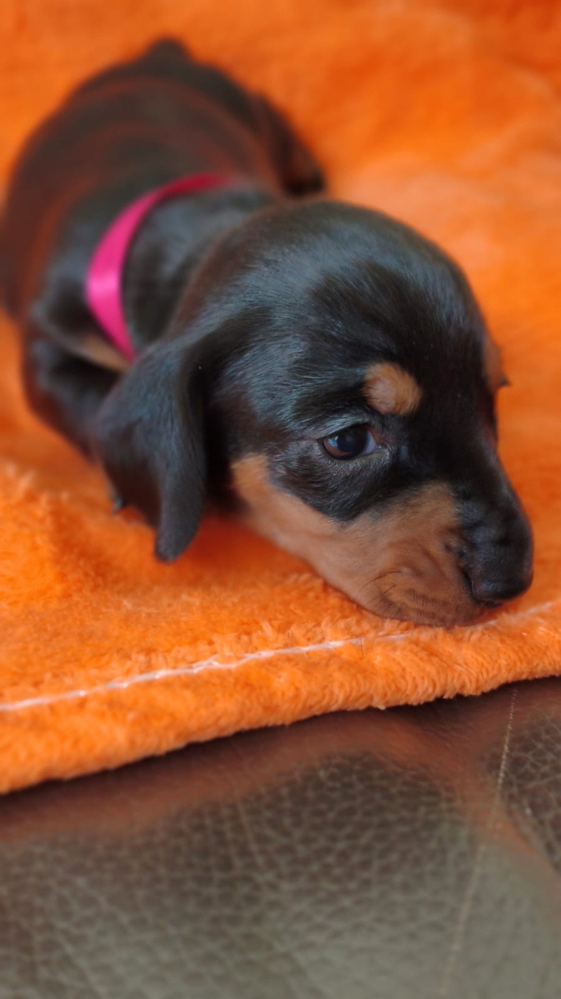 de la Cité du Guerrier - Chiots disponibles - Teckel poil ras