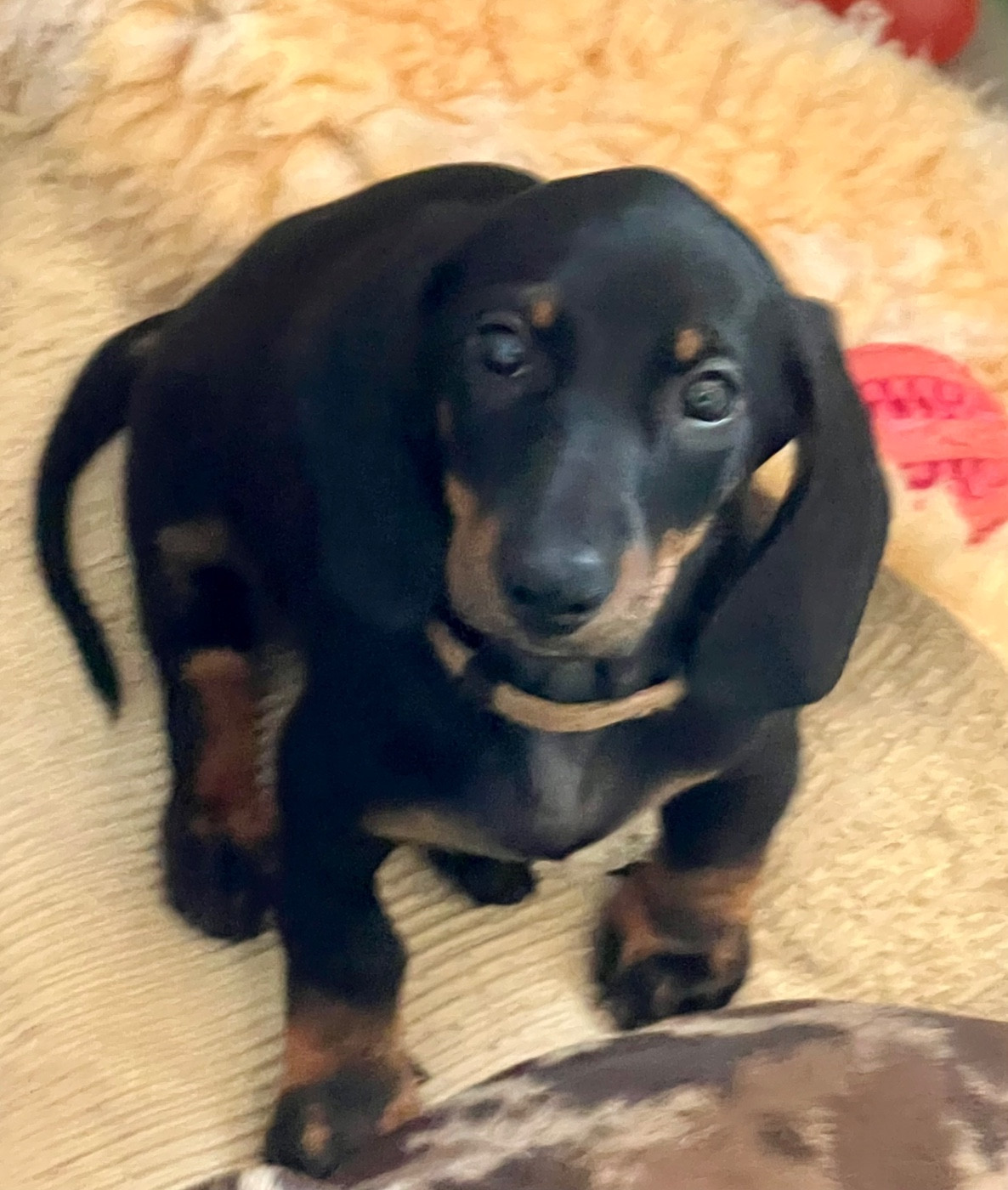 de la Cité du Guerrier - Chiots disponibles - Teckel poil ras