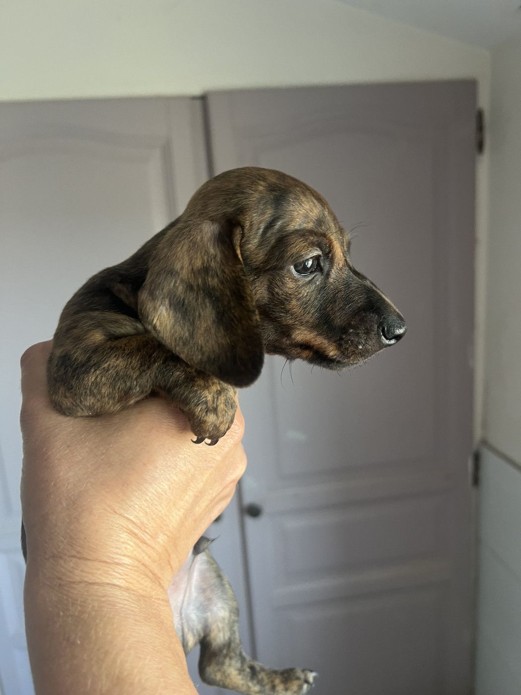 de la Cité du Guerrier - Chiots disponibles - Teckel poil ras