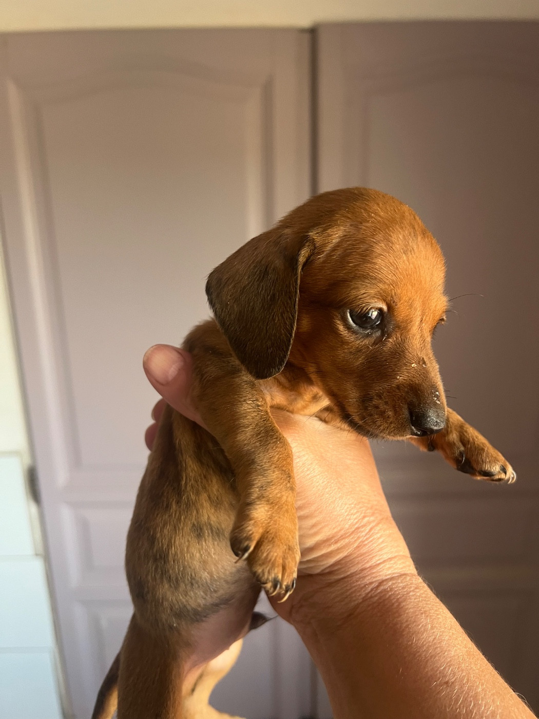 de la Cité du Guerrier - Chiots disponibles - Teckel poil ras