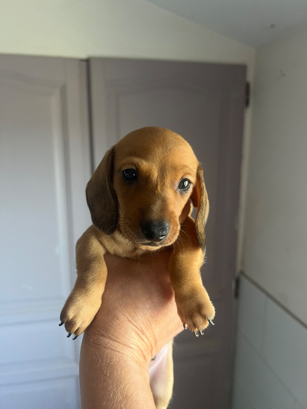 de la Cité du Guerrier - Chiots disponibles - Teckel poil ras
