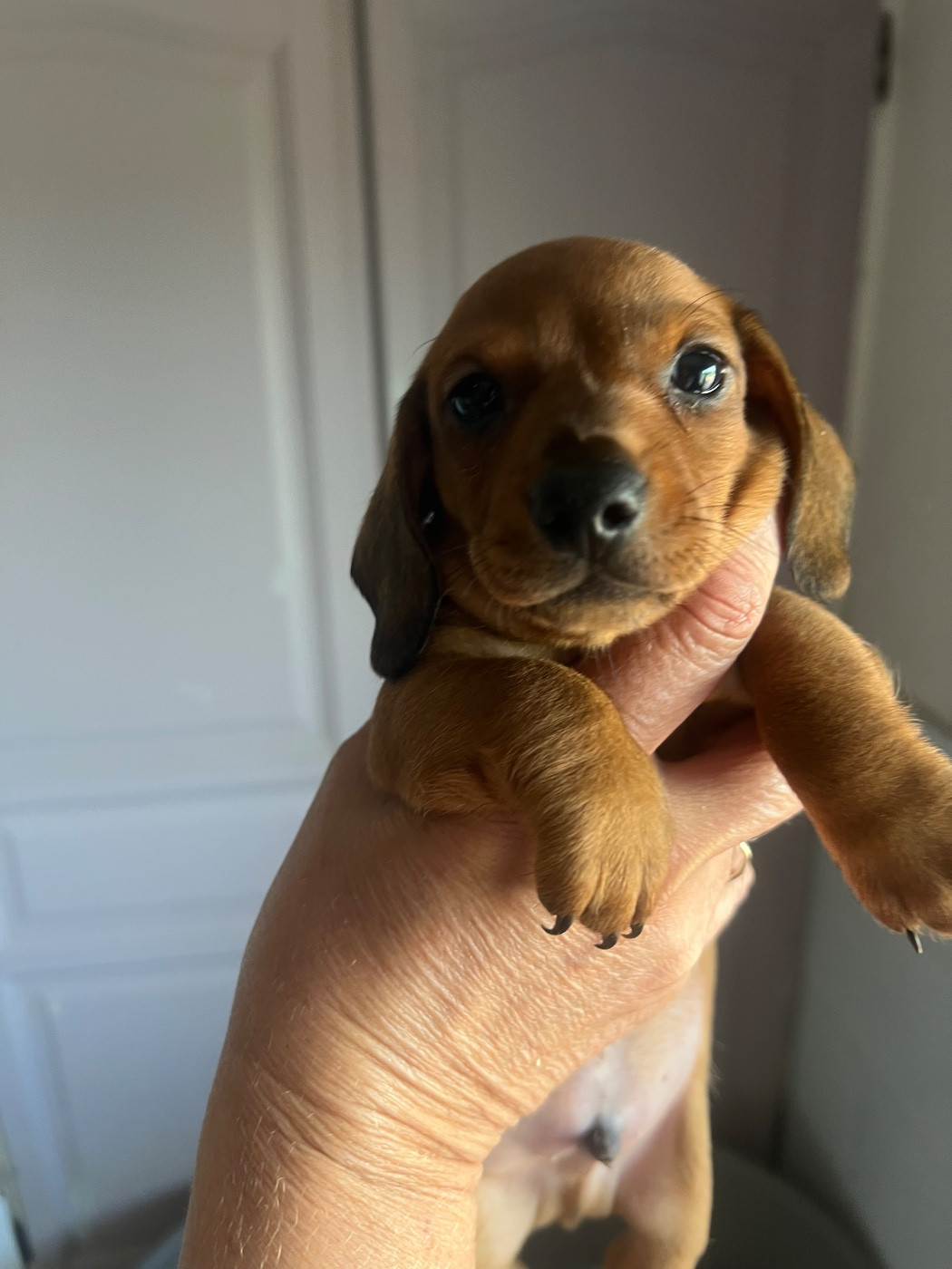 de la Cité du Guerrier - Chiots disponibles - Teckel poil ras