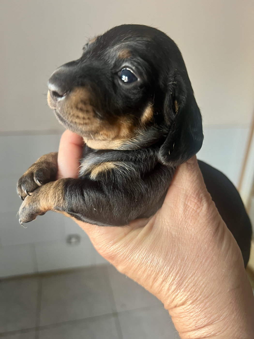 de la Cité du Guerrier - Chiots disponibles - Teckel poil ras