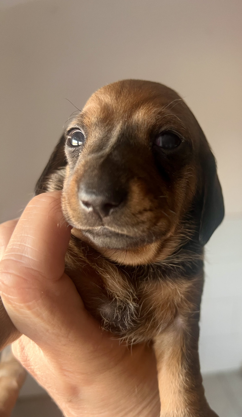 de la Cité du Guerrier - Chiots disponibles - Teckel poil ras