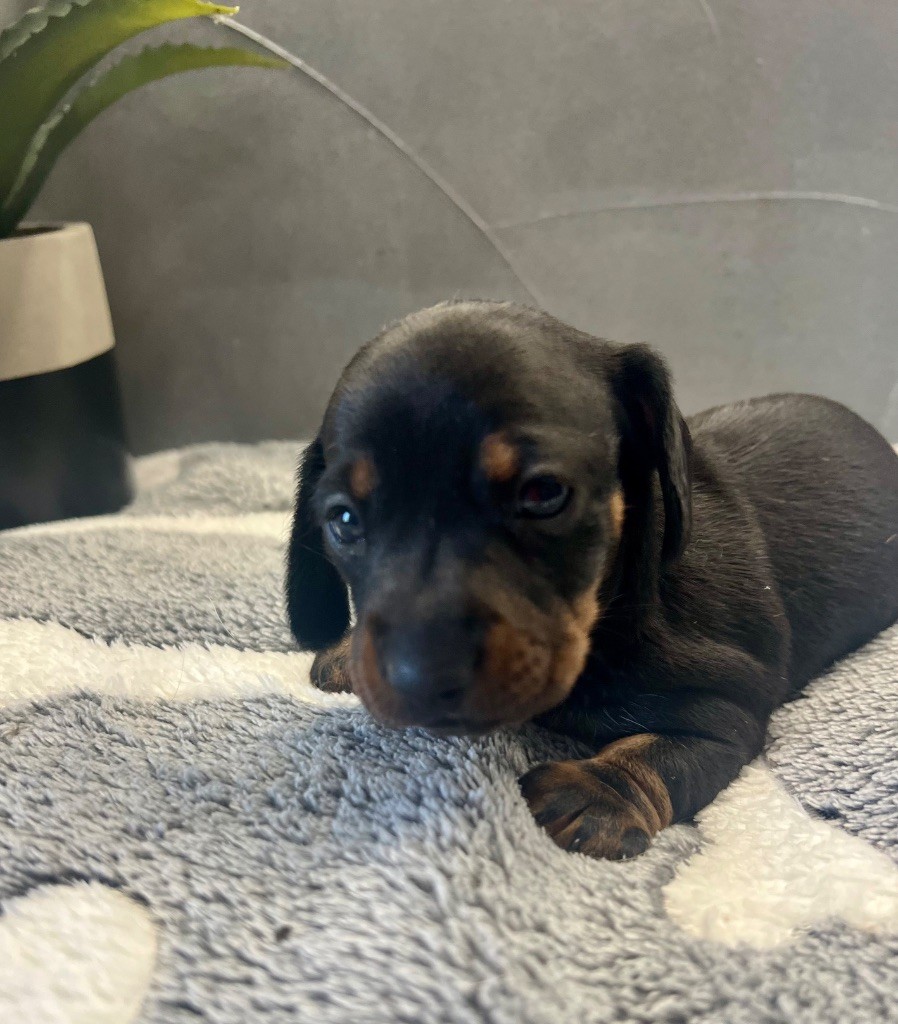 de la Cité du Guerrier - Chiots disponibles - Teckel poil ras