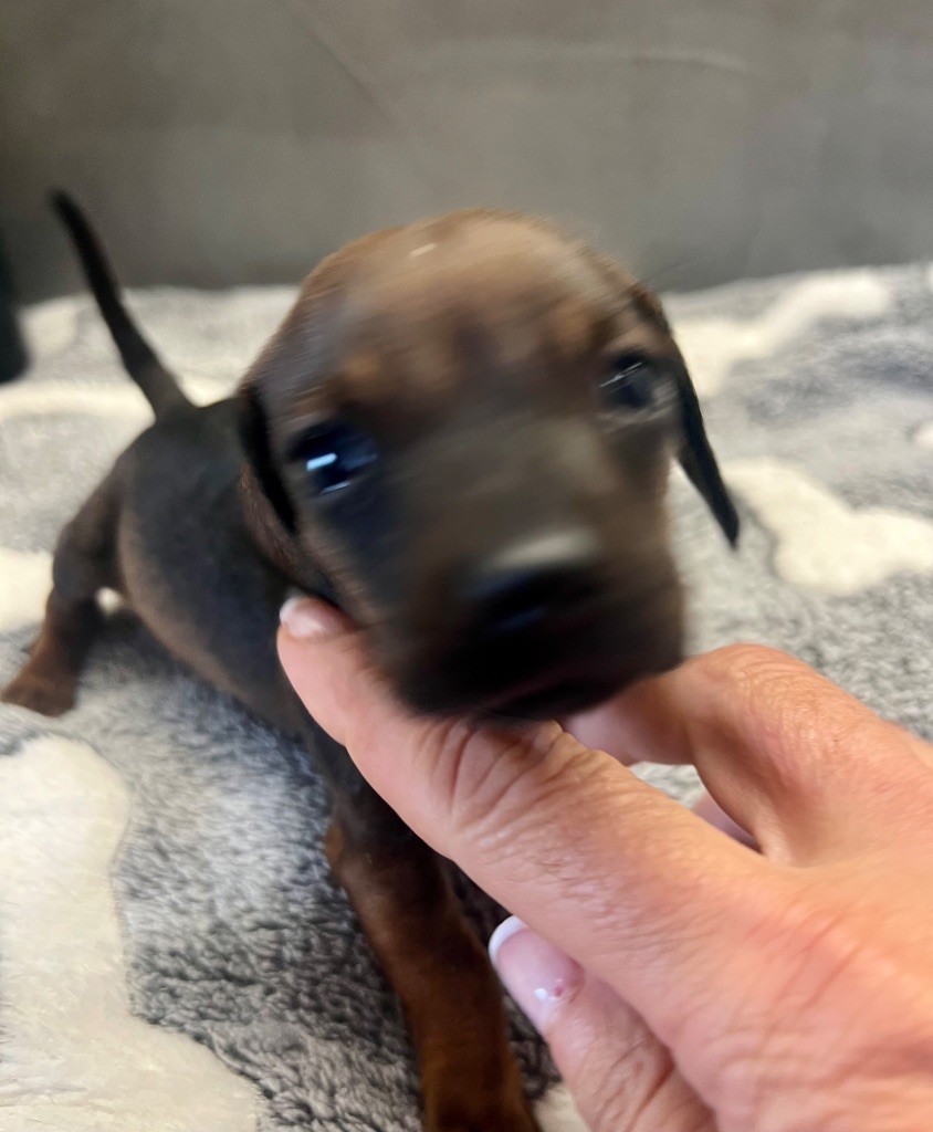 de la Cité du Guerrier - Chiots disponibles - Teckel poil ras