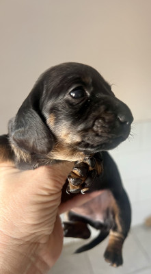 Chiot N°2