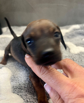 CHIOT 1